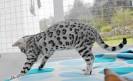 Silver & Brown Spotted Bengal Kittens For Sale - Texas ...