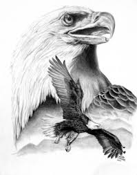 Proud By Freedomsparrow3 Traditional Art Drawings Animals 2007 2013 Eagle Drawing Animal Drawings Eagle Art