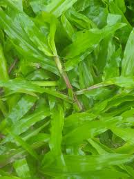 Image result for Axonopus