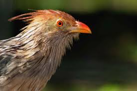 Image result for burung membantu burung lain yang buta