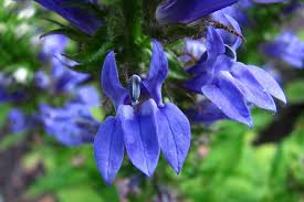 Image result for Lobelia pteropoda