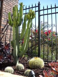 Learn more about the candelabra tree & buy online from patch. Euphorbia Ingens Giant African Candelabra Tree Euphorbia Xeriscape Succulents