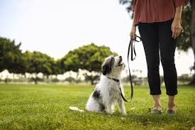 Most common bird you can find in singapore. How To Teach A Puppy To Walk On A Leash Petco