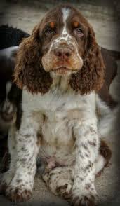 Szymon Springer Spaniel Puppies Cocker Spaniel Puppies Springer Spaniel