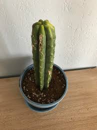Proper storage of san pedro includes drying the cactus then storing in a cold there are typically between six and eight ribs on a mature cactus. Rot Or Just Dormant I Just Potted This Cutting After A Few Weeks Of Drying But The Ribs Are Soft And The Top Is Turning Light Green Yellow Will It Get Stronger As