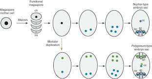 Explain The Structure Ofmaturead Embryosac Of Angisperms - Brainly.In