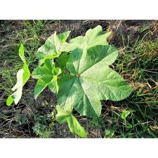 Image result for Malva verticillata