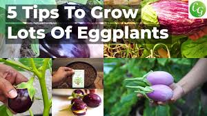 Learning how to grow eggplant includes getting their care needs exactly right. 5 Eggplant Growing Tips To Grow Lots Of Eggplants Youtube