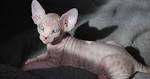 Hairless Kitty Bath | Too Cute!