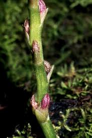 Image result for Bulbophyllum expallidum