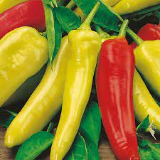 Plant profile of capsicum annum 'hungarian hot wax' on gardenersworld.com. Chilli Pepper Hungarian Hot Wax Plants From Mr Fothergills Seeds And Plants