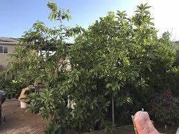The maximum cold tolerance of avocado trees can be attained by planting mexican types, which are native to the dry subtropical highlands. Interesting Story About These Two Cold Hardy Avocados