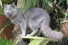 Nebelung Cat Breed | Facts, Highlights & Buying Advice ...