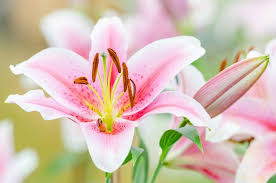 Maybe you would like to learn more about one of these? These Are The Most Fragrant Flowers To Plant In Your Garden Rose Companion Plants Pink Lily Flower Lily Flower