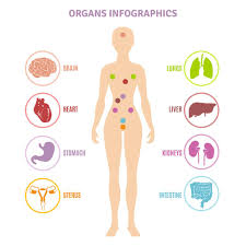 Anatomy internal organs chart, anatomy of internal organs during pregnancy, color atlas of human anatomy internal organs volume 2, thieme atlas of this pathway consists of the following: Human Anatomy Internal Organs Shown On Female Person Silhouette Infographics Flat Vector Illustration