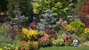 It is a member of the mint family that is technically related to catnip. Melindas Garden Moments Mixed Borders Youtube