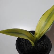 Image result for Sansevieria dooneri