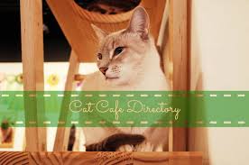 The Cat Cafe Directory | Cat Cafes in the US, Canada and Beyond