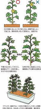花も実もあるオクラ 育て方のコツ お助け 家庭菜園 農業と食のこと ｊａ愛知北