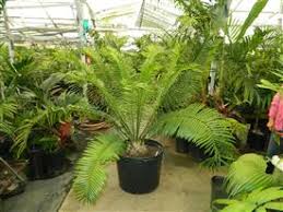 Image result for Encephalartos senticosus