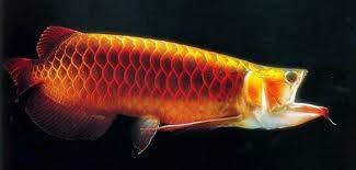 Pin On Ikan Arwana