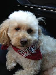 Washington 1st graders paired with reading puppies