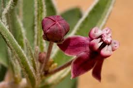 Image result for Gomphocarpus semiamplectens