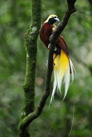 Lesser Bird Of Paradise Images Pin On D