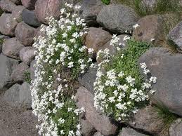 Gansekresse Arabis Caucasica Schneehaube Weiss Steingarten Sonnig Bis Halbschattig Winterhart Plante Rocaille Jardins Rocaille