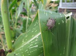 Fungus gnats are tiny bugs in houseplant soil, or flying around plants. Brown Marmorated Stink Bug Alert Ipm Pest Advisories
