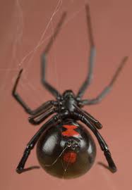 Black And White Spider Texas Poisonous Black Widow Spider Spider Insects Arachnids Spiders
