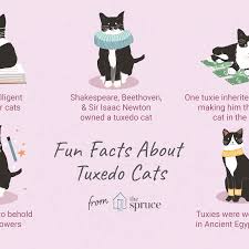 But can your feline actually distinguish between these vibrant colors, or does your cat just see them in various shades of grey? 8 Fun Facts About Tuxedo Cats