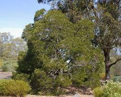 Image result for Acacia melanoxylon