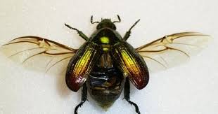 Black Beetle Bug In House Beetle Elytra And Exposed Hind Wings Tvarini