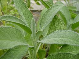 Magical Tip Add A Little Sage To Your Mop Water To Cleanse Your Floor Of More Than Just Dirt It Will Clear Your Home Of Negat Medicinal Herbs Herbalism Herbs