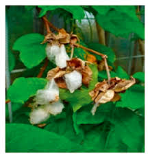 Image result for Gossypium