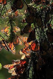 Monarch Butterfly Beautiful Butterflies Monarch Butterfly Orange Butterflies