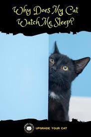 Why Does My Cat Watch Me Sleep Upgrade Your Cat Cat Watch Cats Cat Behavior Facts