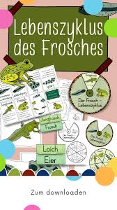 Lebenszyklus Des Froschs Ausfuhrliches Material Chalk And Coffee In 2020 Lebenszyklus Sachunterricht Gestalten Frosch