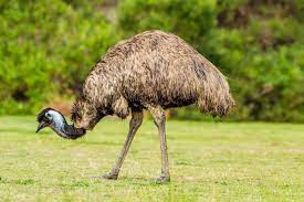 Emu in first place across the island in the nature index 2020 rankings. Emu Bird Facts Dromaius Novaehollandiae Az Animals