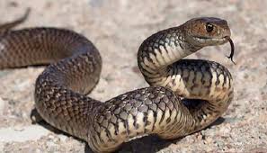 #قناه_السويس الوحيدة فى العالم التى لم تخسر فى ظل جائحة #كورونا للتفاصيل. ÙÙŠØ¯ÙŠÙˆ Ø§Ø³ØªØ®Ø±Ø§Ø¬ Ø«Ø¹Ø¨Ø§Ù† ØªØ³Ù„Ù„ Ø¥Ù„Ù‰ ÙÙ… Ø§Ù…Ø±Ø£Ø© ÙÙŠ Ø¯Ø§ØºØ³ØªØ§Ù†