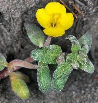 Image result for Onagraceae