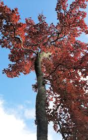 Image result for Liquidambar formosana