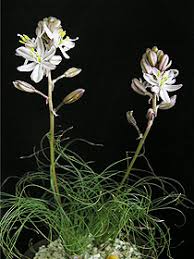 Image result for Litanthus pusillus