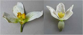 Image result for Lagenaria sphaerica