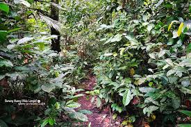 Gunung nuang is kuala's lumpur's closest major mountain. Facebook