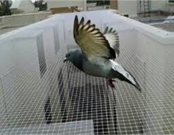 Bird Netting Anti Bird Netting Installation Services Bangalore Mumbai Hicare Bird Netting Bird Control Bird