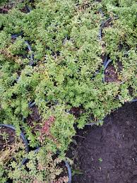 Image result for Hippocratea parvifolia