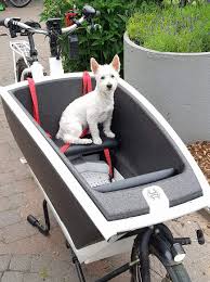 Braucht Man Wirklich Eine Teure Bodenmatte Von Urbanarrow Oder Kann Man Sich Die Selbst Basteln Lastenrad Dogs Cutedog Cargobike Fahrrad Boden Fahren