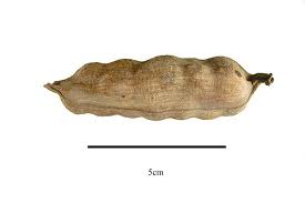 Image result for Ensete gilletii